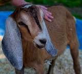 Another Nubian. Oh, you kid.