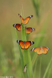 BO8R9739.jpg  Danaus chrysippus