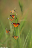 BO8R9777.jpg  Danaus chrysippus