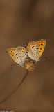 IMG_0863-2.jpg  Lycaena thersamon omphale