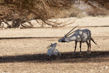 IMG_0790.jpg  Oryx leucoryx