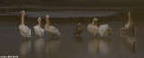 671A0250.jpg   white pelican
