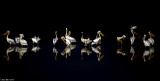 671A2585---4.jpg   white pelican