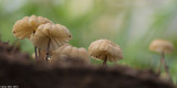 671A3817.jpg   Marasmius anomalus