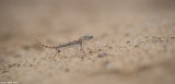 671A0919-1.jpg  Stenodactylus doriae