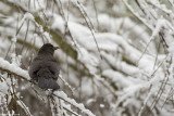 671A7909.jpg  Blackbird Turdus merula