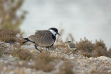 671A9285.jpg   Spurwinged_lapwing -siksak