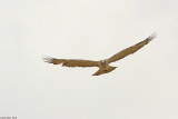 671A9922-1.jpg  Short-toed Eagle -Cicaetus gallicus