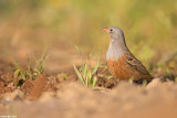 671A8409.jpg   / Cretzschmars Bunting / Emberiza caesia