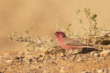 671A8188.jpg    Carpodacus synoicus