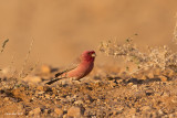 671A7918.jpg   Carpodacus synoicus