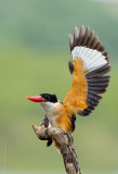 Black_capped_kingfisher