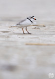 Piping Plover 2015