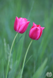 Wild Tulips