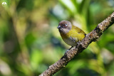 Bush Tanager