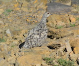 White tailed Ptarmigan (female) August