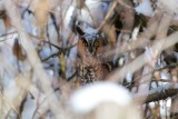 Long eared Owl with snow on forehead