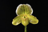 20124653  -   Paph Golden Crest Winter Carnival  HCC/AOS (78 points) 1-28-2012.jpg