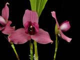 20124657  -  Lycaste  Kawabunga Revlon Kiss  AM/AOS (83-points)  2-4-2012.jpg