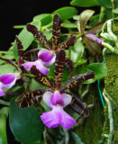 20132729   -  Cattleya   aclandiae  Kathleen  CCM/AOS  (83-points)  7-13-2013  close-up.jpg