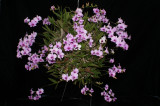 20132768 - Den. Sweet Pinky 'Mem. David Johnson' CCM/AOS (83-points) 10-19-2013