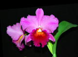 20132780  -  Cattleya  Pat Thrall  Dustys California Dreamin  HC/ AOS (79-points)  11-10-2013