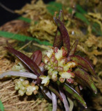 20132781 - Malleola seidenfadenia 'Silas' CBR/AOS 11-10-2013 2