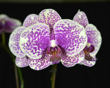 20132752  -  Phalaenopsis I-Hsin Sun Beauty Yok  HCC/AOS  (77-points 2-2-2013.jpg