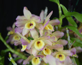 20132753 - Dendrobium Fortune 'Hawaiian Sunset' CCM/AOS (86-points) 2-2-2013 Close-up.jpg