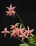 20132756   - Laeliocattleya  Santa Barbara Sunset Showtime  CCM/AOS (84-points)   2-2-2013 close-up.jpg