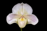 20142550  -   Paph. Loonie White   Ken Malvey   AM/AOS   (81-points)  1-28-2014