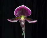 20142559  -  Paph.  Lynns Darkhorse Maddy  AM/AOS  (80-points)  2-1-2014