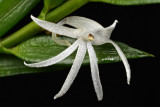20142563   -  Angraecum doratophyllum  Silas  CBR/AOS 2-1-2014 Close-up