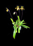 20141798 - Paph. Apricity 'Yakman' CCM/AOS (80-points) 4-12-2014
