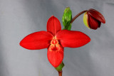 20142585 - Phrag. Scarlet O'Hara 'Tall Dark and Handsome' FCC/AOS 91-points 5-1-2014 (Orchids Ltd)