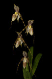 20142605  -  Paph.  glanduliferum  Golden Boy  AM/AOS  (81-points)  7-27-2014  (Orchid Inn)  a