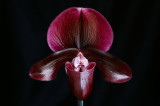 20142617 - Paph. Hilo Charlee 'Sunprarie' AM/AOS (82-points) 9-13-2014 (Bil Nelson).