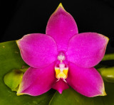 20142645 - Phalaenopsis Samera AM/AOS (81-points) 10-11-2014 (Orchids by Hausermann)