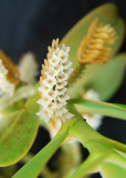20152564 - Campylocentrun micranthum 'Silas' CBR/AOS 3-7-2015 (WalterbCrawford) flowers. close-up