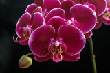 20152579 Phal. Sun Jye Diamond 'Forrest Park' HCC/AOS (76-points) 3-21-2015 (Deno Kandis)