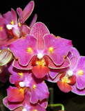 20152582   Phal. Taida  Salu  Amelia Kitty  JC/AOS   4-11-2015  (Julie Hall)