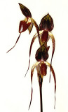 20152577 - Paphiopedilum Adding Booth 'Dark Shadow AM/AOS (83-points) 3-14-2015 (Alex Mannuel _1