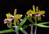 20152586 - Cattleya granulosa 'Kathleen' AM/AOS (86-points) 6-13-2015 (William Rogerson). plant