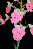 20152601 - Habenaria Regnien 'Millston' AM/AOS (83-points) 8-8-2015 ((Joel Edwards)