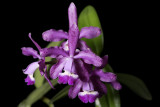 20152595 - Cattleya Gaudii 'Orkiddoc' AM/AOS (83-points) 7-26-2015 (Larry Sexton)