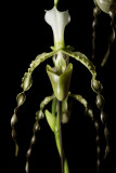 20152593 - Paphiopedilum dianthum 'Five Amigos' HCC/AOS (75-points) 7-26-2015 (Orchid Inn)
