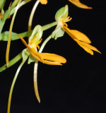 20152605 - Habenaria Rhodocheila 'Habhaven' AM/AOS (80-points) 9-12-2015 (Joel Edwards)