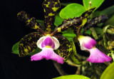 20152604  - Cattleya aclandiae var. coerulea Deep Violet Blue  HCC/AOS  