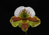 20162707 - Paph. Bristol Zoo 'Hampshire' HCC/AOS (75-points) 1-9-2016 (Arnold Klehm)