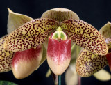 20162610  -   Paph Hampshire Creek Hampshire  CCM/AOS   (86-points)   1-30-2016   (Arnold Klehm)  Close-up